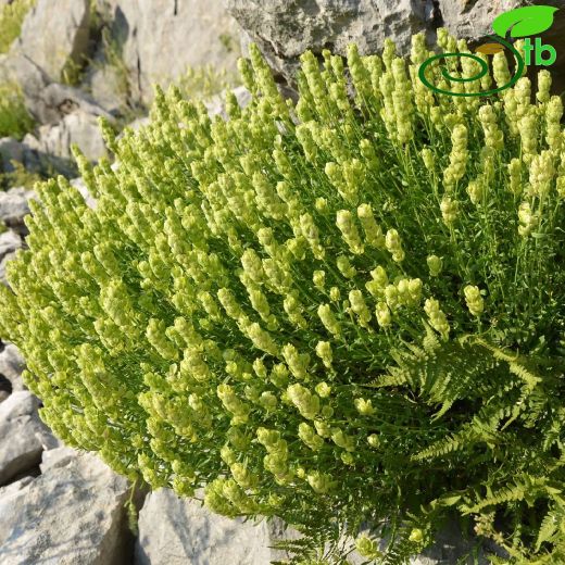 Aethionema uysalii
