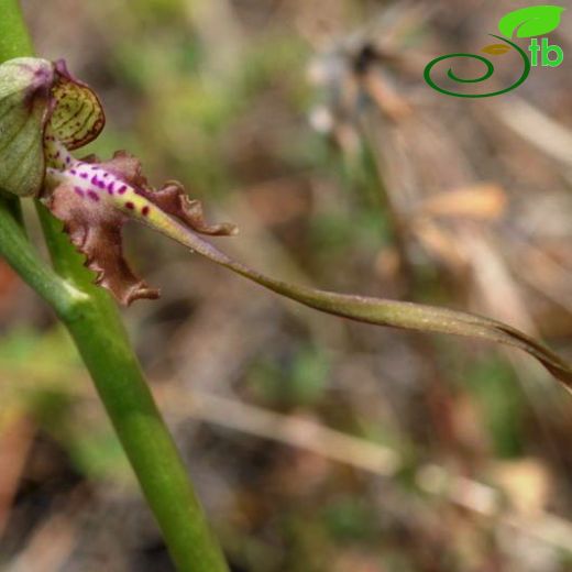 Himantoglossum-Keşkeşçiçeği