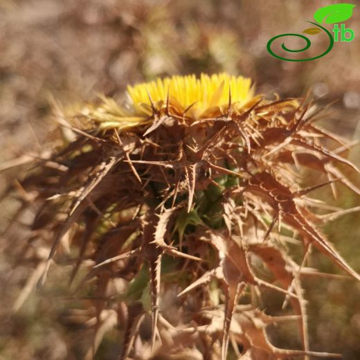 Carlina-Domuzdikeni