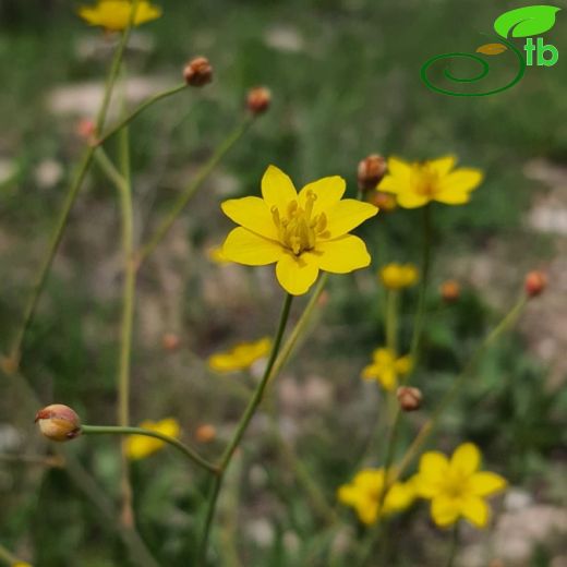 Berberidaceae-Karamukgiller