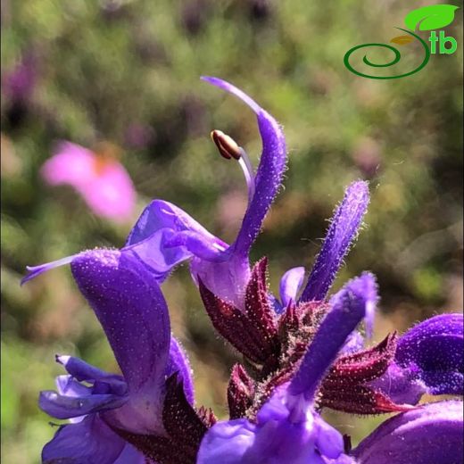 Salvia amplexicaulis