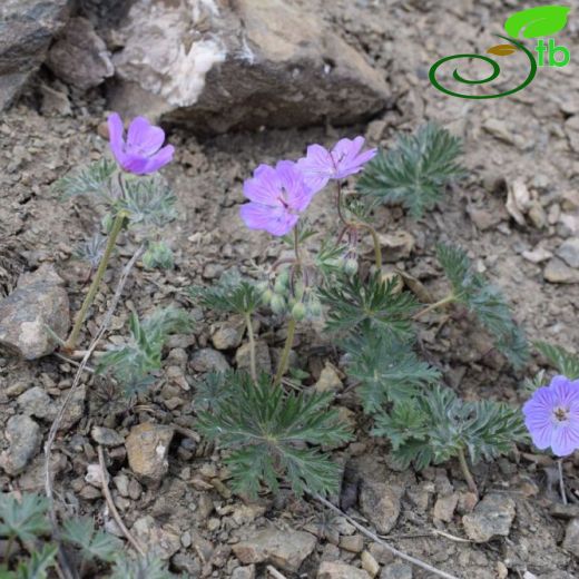 Geranium libanoticum