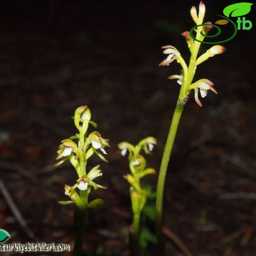 Coralorrhiza-Kurbağasalebi