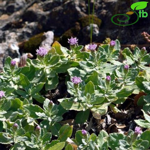 Amphoricarpos-Testiotu