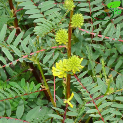 Astragalus ponticus
