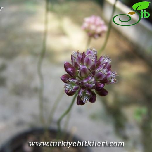 Allium stylosum