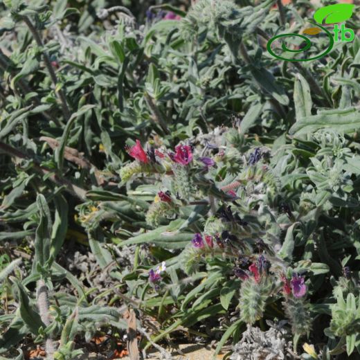 Echium angustifolium