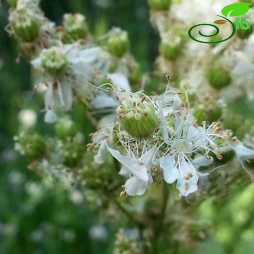 Filipendula-Çayırkıraliçesi