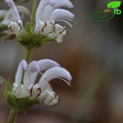 Salvia argentea