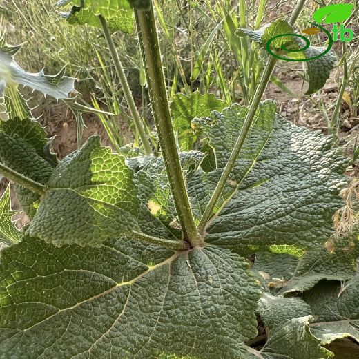 Salvia limbata