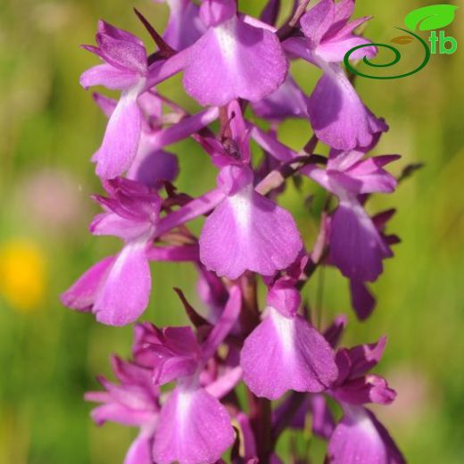 Anacamptis-Sivrisalep