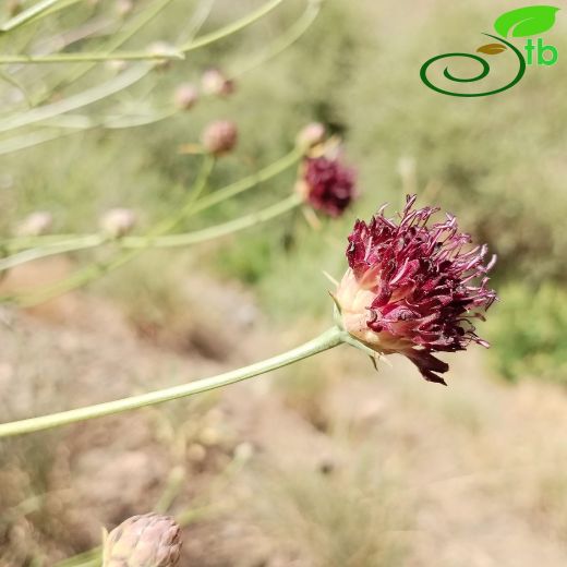Cephalaria elazigensis