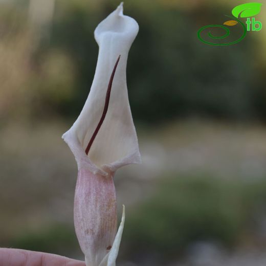 Biarum davisii