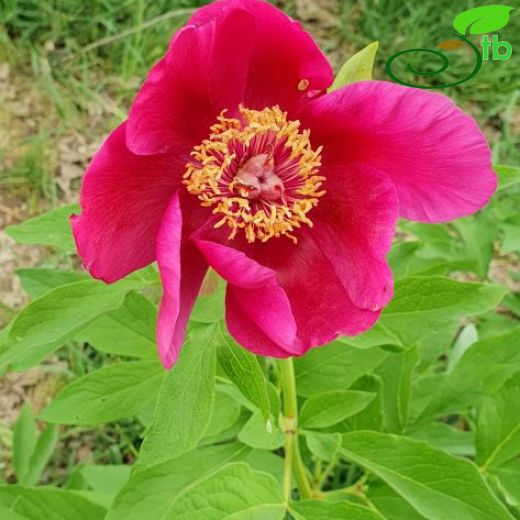 Paeoniaceae-Ayıgülügiller