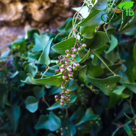 Smilacaceae-Dikenucugiller