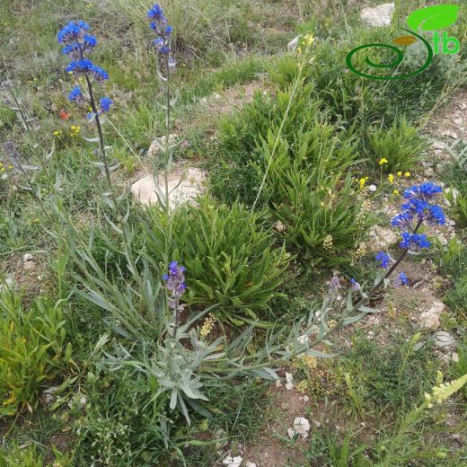 Anchusa-Sığırdili