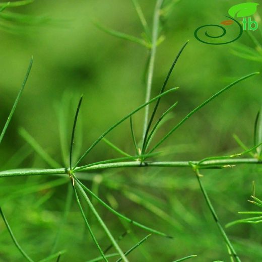 Asparagaceae-Kuşkonmazgiller