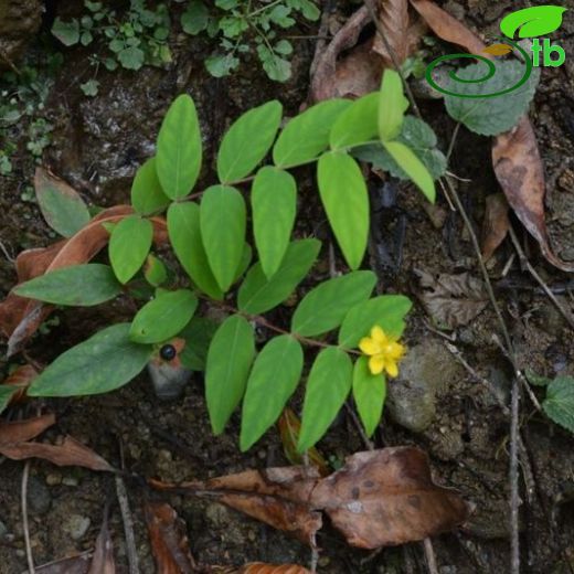 Hypericum androsaemum