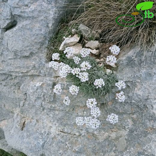 Phyllolepidum- Kayaincisi