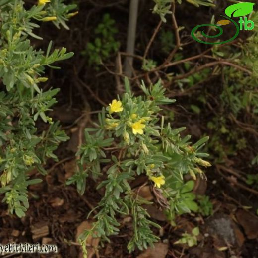 Hypericum russeggeri