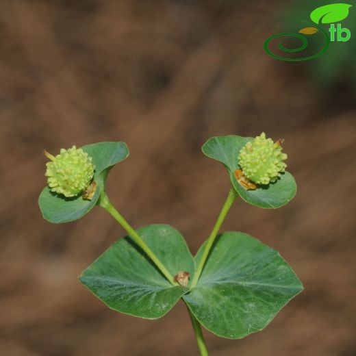 Euphorbia-Sütleğen
