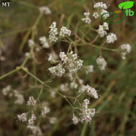 Gypsophila eriocalyx