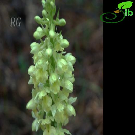 Orchis pallens