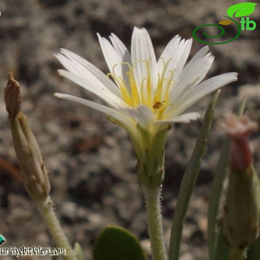 Taraxacum mirabile