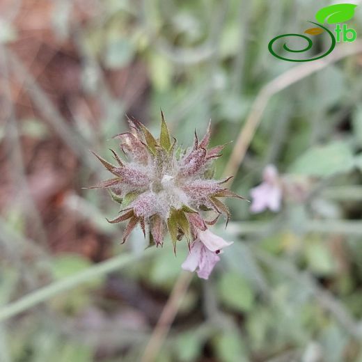 Stachys-Deliçay
