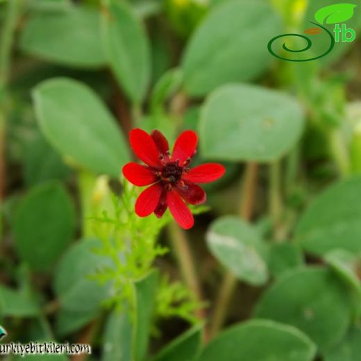 Adonis annua