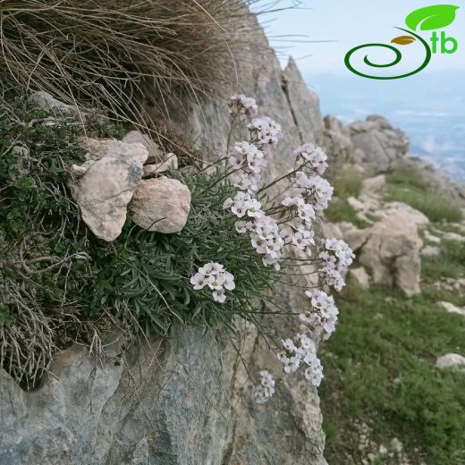 Phyllolepidum- Kayaincisi