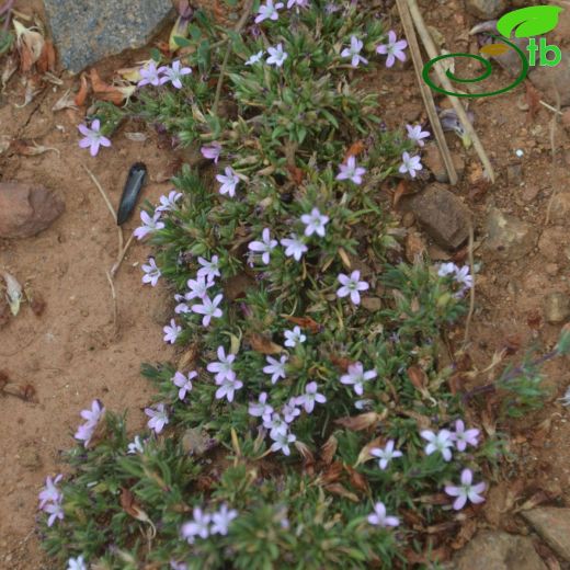 Bolanthus frankenioides