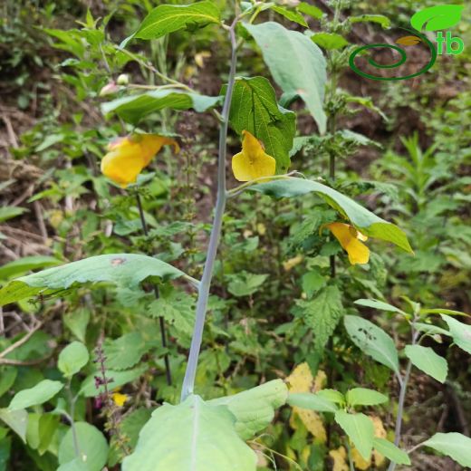 Balsaminaceae-Kınaçiçeğigiller