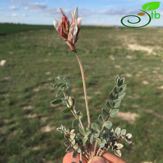 Astragalus andrasovszkyi