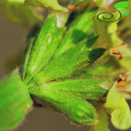 Stachys citrina