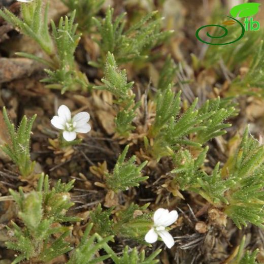 Bolanthus thymoides