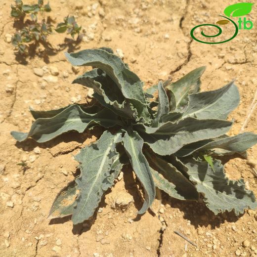 Pseudopodospermum violaceum