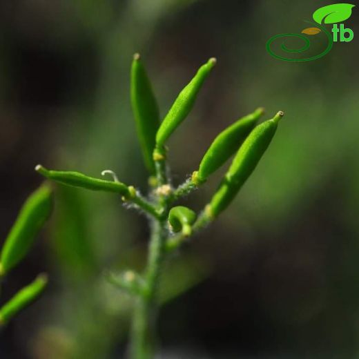 Arabis androsacea