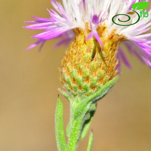 Centaurea inexpectata