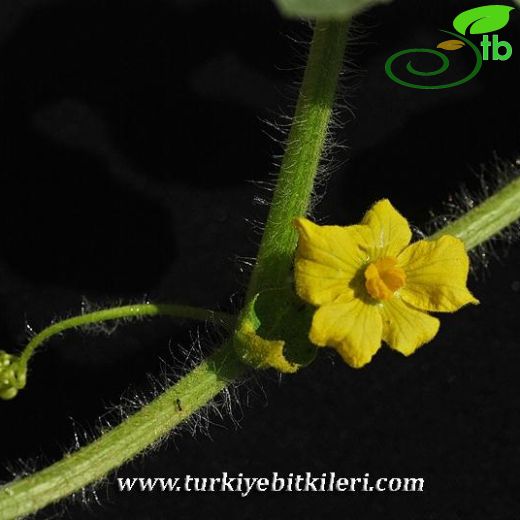 Citrullus-Karpuz