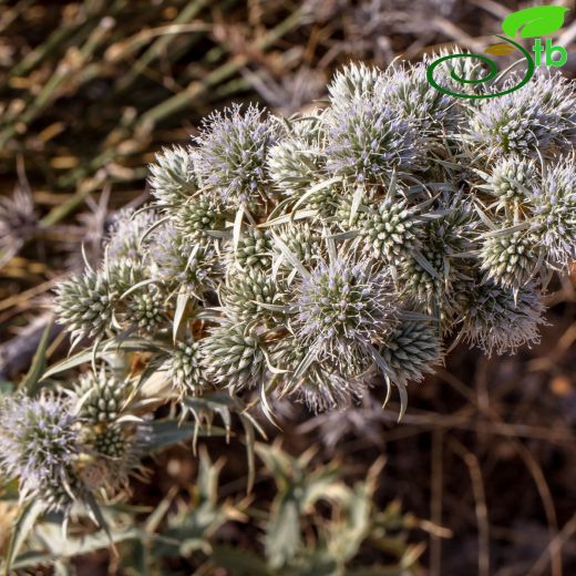 Apiaceae-Maydanozgiller