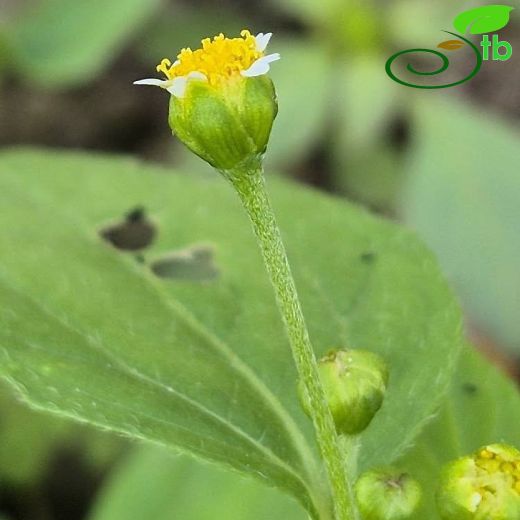 Galinsoga parviflora