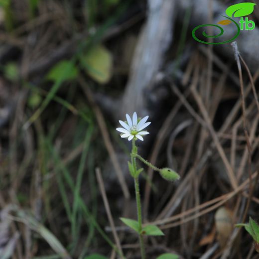 Stellaria-Kuşotu