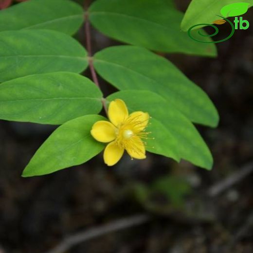 Hypericum androsaemum