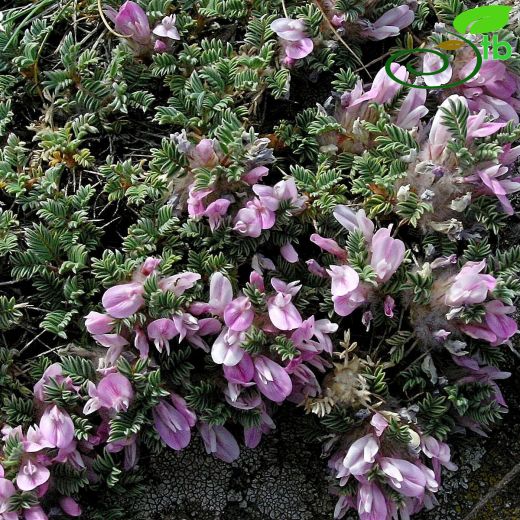 Astragalus acicularis