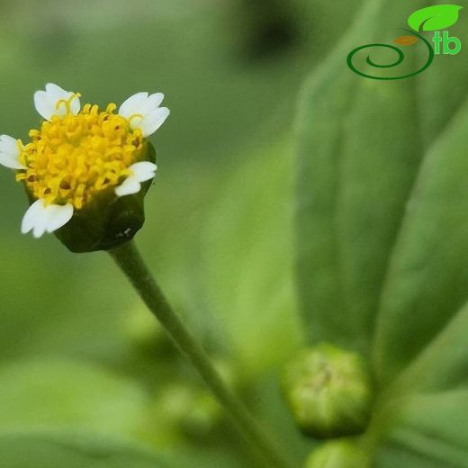 Galinsoga parviflora