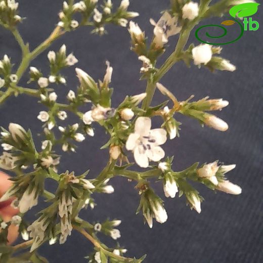Plumbaginaceae-Kardikenigiller