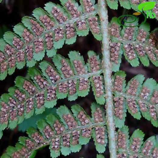 Polystichum woronowii