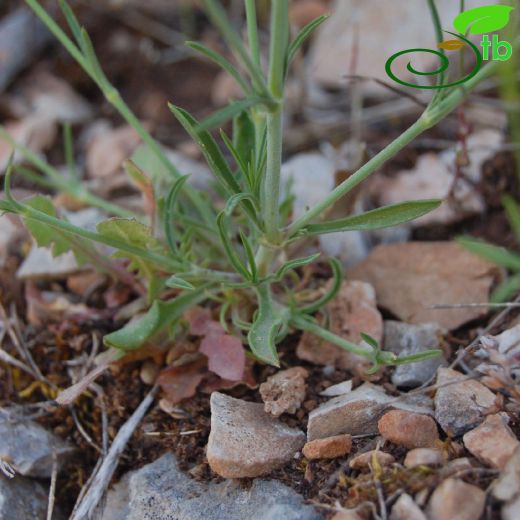 Silene echinospermoides