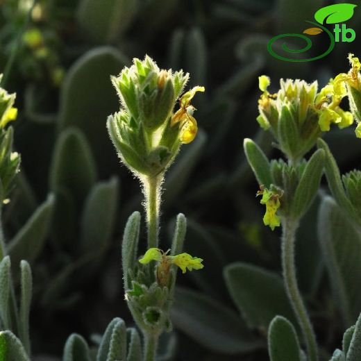 Stachys citrina